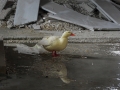 0003_DSCN0935