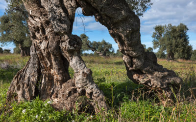 Italy, Apulia. Travel Photography Workshop. October 30 – November 3, 2019