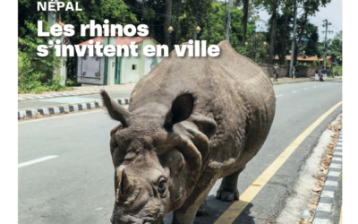 Echo Magazine – Greater one-horned rhinoceroses in Nepal